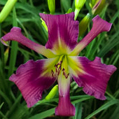 Astro Boy Daylily